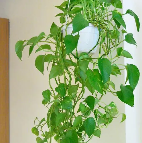 Al Campanile Venedik