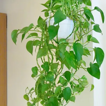 坎帕尼尔公寓 威尼斯